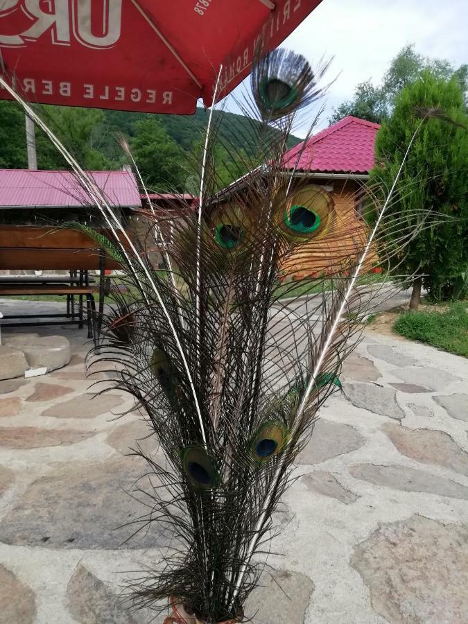 Pensiunea La Busu -Bigar Bozovici Extérieur photo
